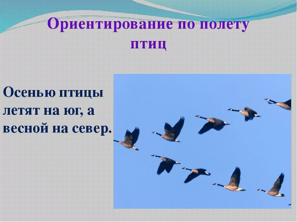Птицы улетающие в теплые края на зиму