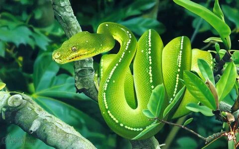 Python tree