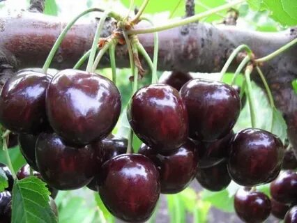Сорт вишня черешня описание сорта