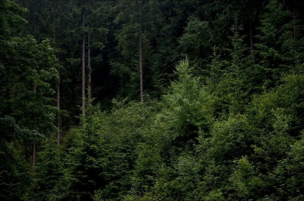 В глубине леса (in fondo al bosco). Глубина леса. В глубине леса видны. В глубине леса видны. Глубь леса темней.