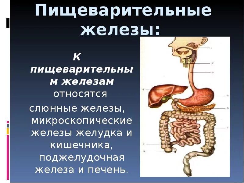 Пищеварительная система человека. Пищеварительные железы. Пищеварительные железы строение. Пищеварительная система презентация.