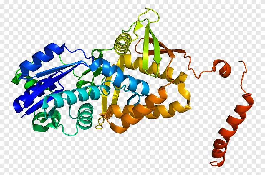 Уреаза фермент. Молекулярная модель фермента-уреазы бактерии Helicobacter pylori. Ферменты без фона. Уреаза структура.