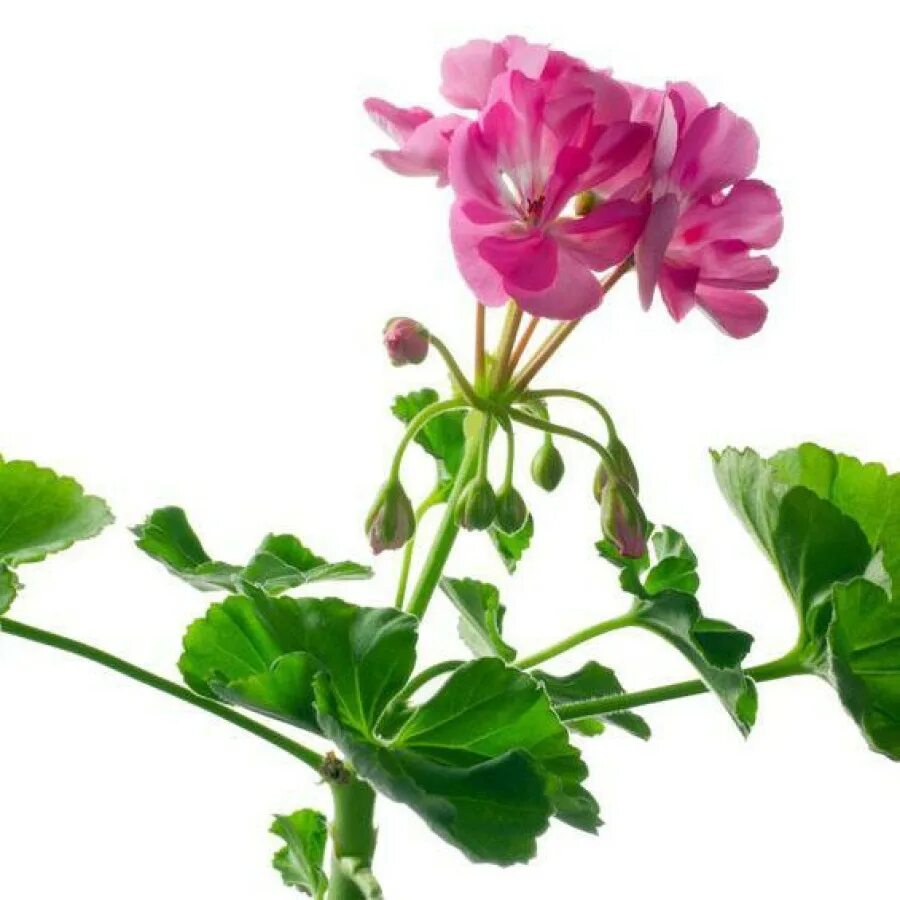 Герань 5. Pelargonium graveolens. Пеларгония Bullseye Cherry. Герань Cheiko. Mårbacka пеларгония.