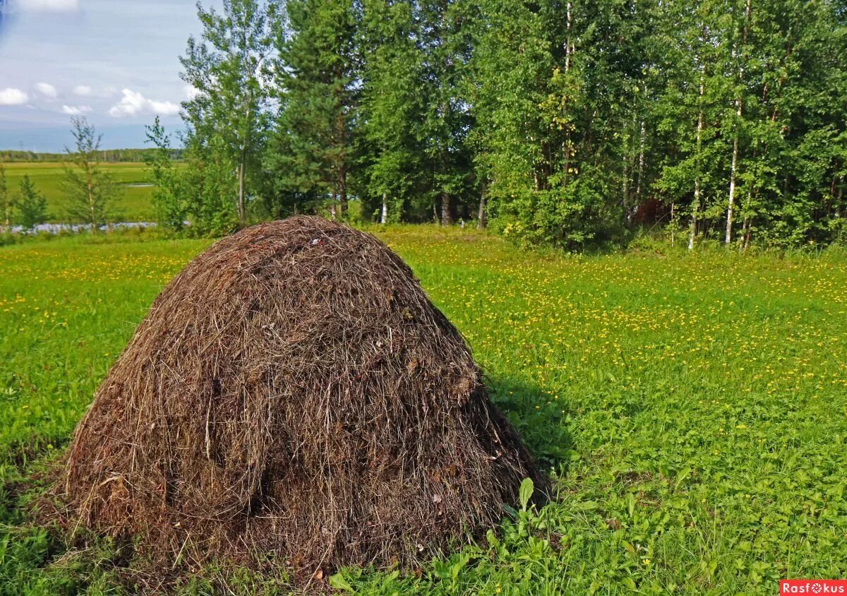 Стожок. Стажок или стожок. Калязин. Сенная копна. Природа сенокос.