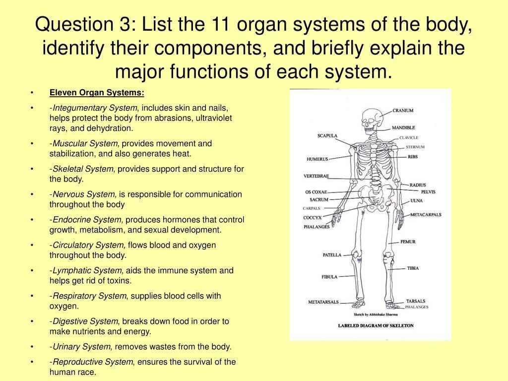 Human body functions. Endocrine system anatomy. systems of the body and their functions. body parts and organs. endocrine system functions.