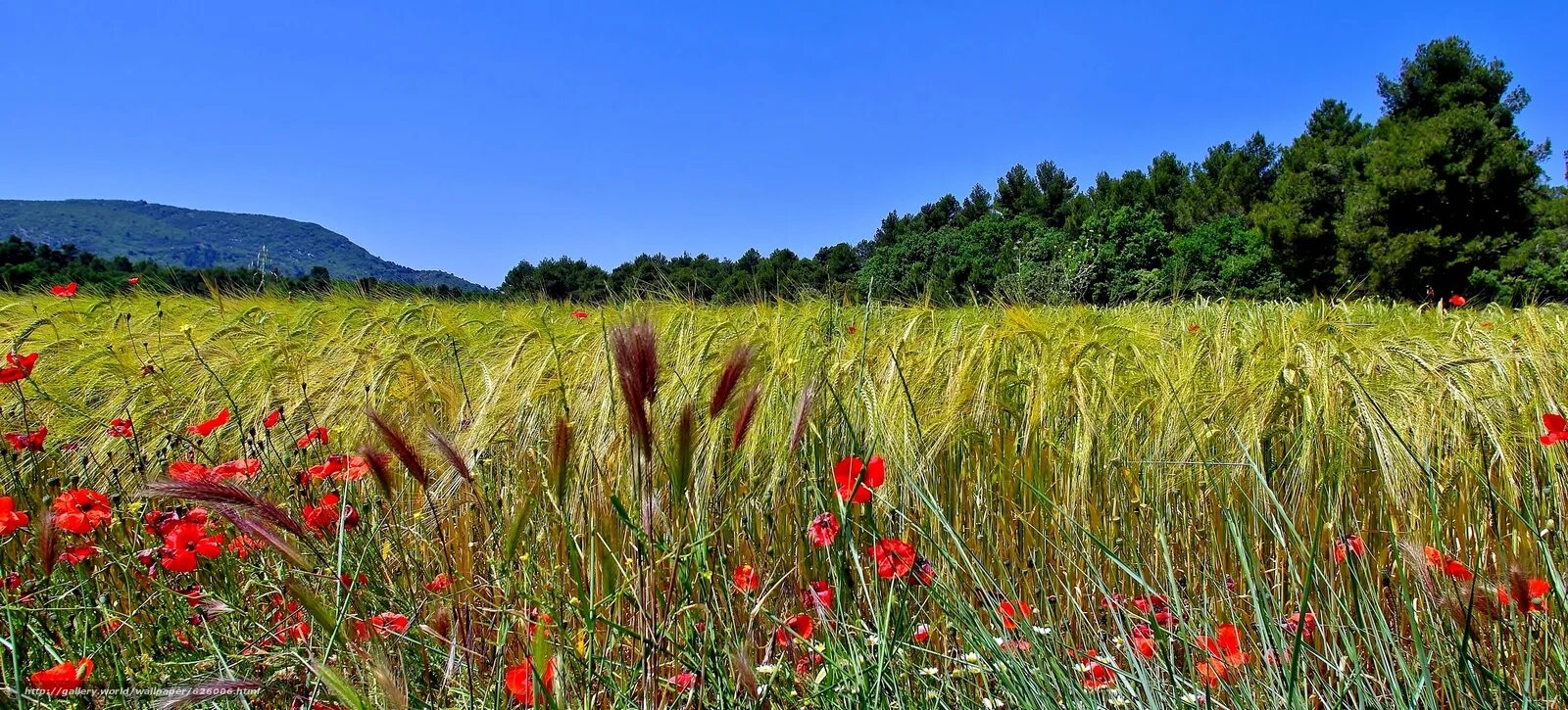 Колосок Мак Парулава. Красивые фото маки и колосья. Query field