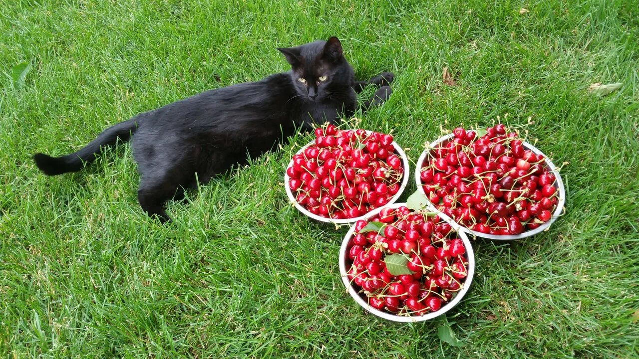 Рвать черешню