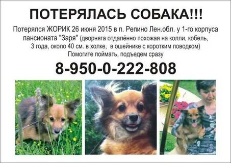 Авито пропали