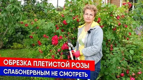 Садовый клуб наталии петренко