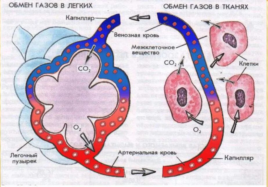 Процесс газообмена в альвеоле схема. Процесс газообмена в легких и других тканях организма схема. Изобразите схематично процесс газообмена. Транспорт газов кровью и газообмен в легких и тканях. Круги газообмена в легких