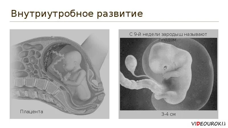 Развитие организма после рождения. Внутриутробное развитие. Внутриутробное развитие плода. Внутриутробное развитие организма развитие после рождения.