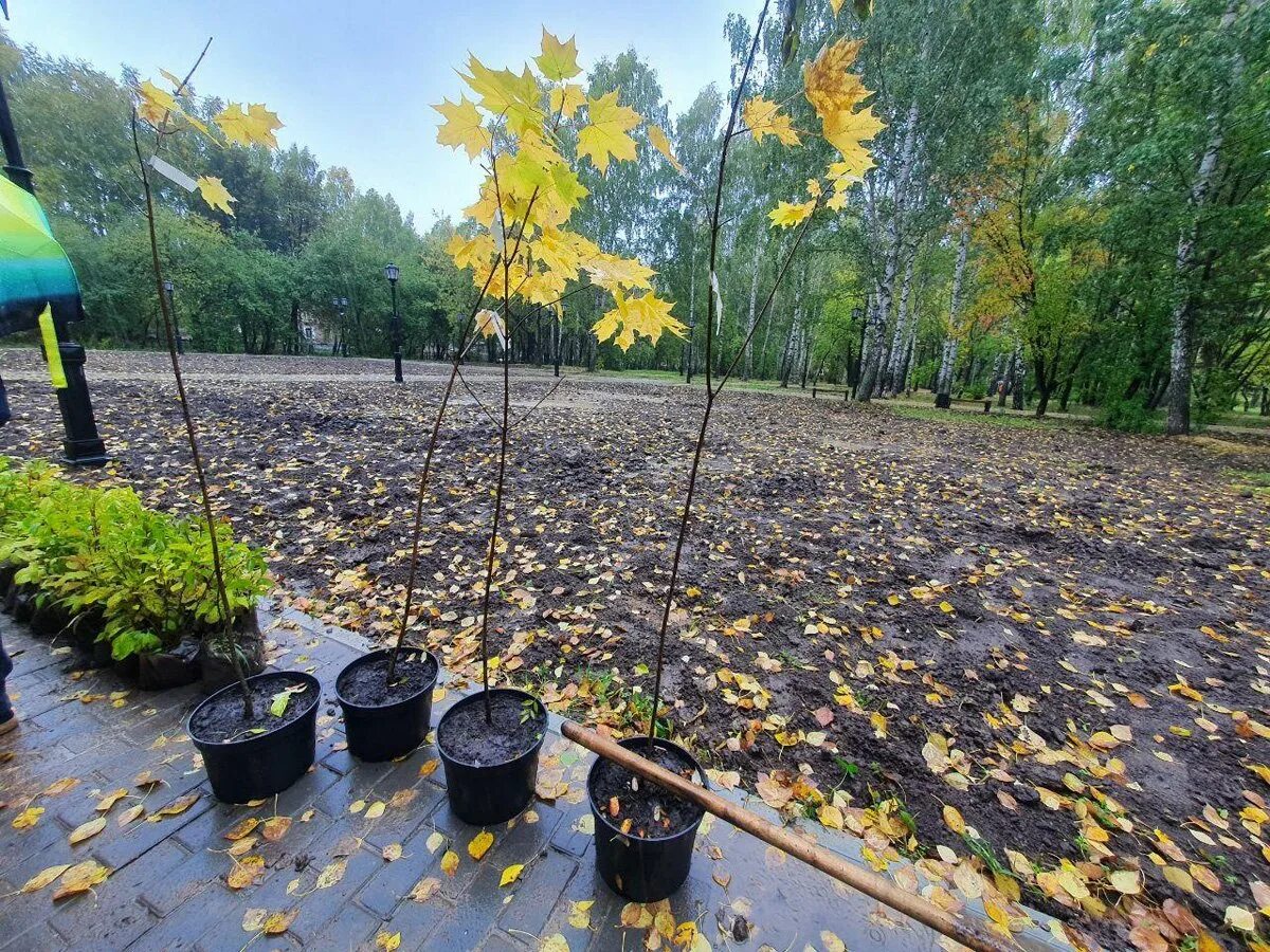 Высадили аллею деревьев. Ревда парк. ревда парк победы высадили. в ангарске аллея с новыми деревьями. ревда сот рябина.