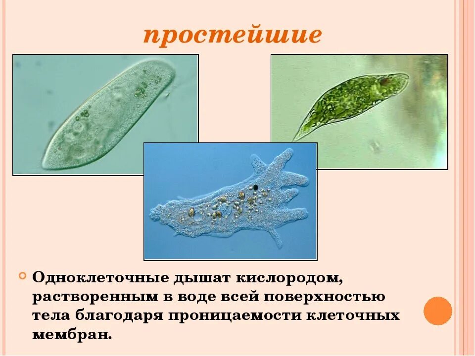 Органы дыхания одноклеточных животных