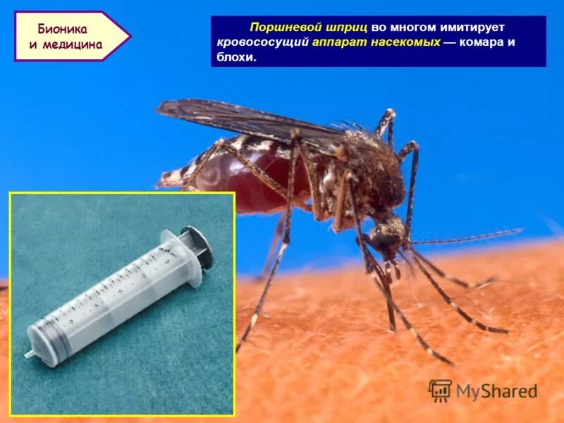 Бионика в жизни человека. Применение бионики в жизни. Примеры бионики в жизни человека. Примеры бионики в жизни человека. Примеры бионики в жизни человека.