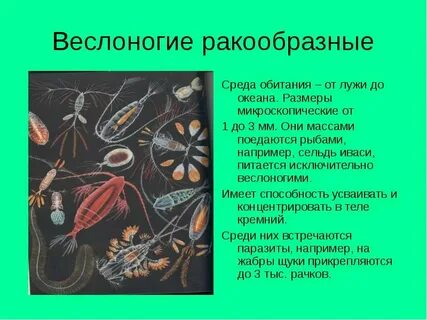 Многообразие ракообразных