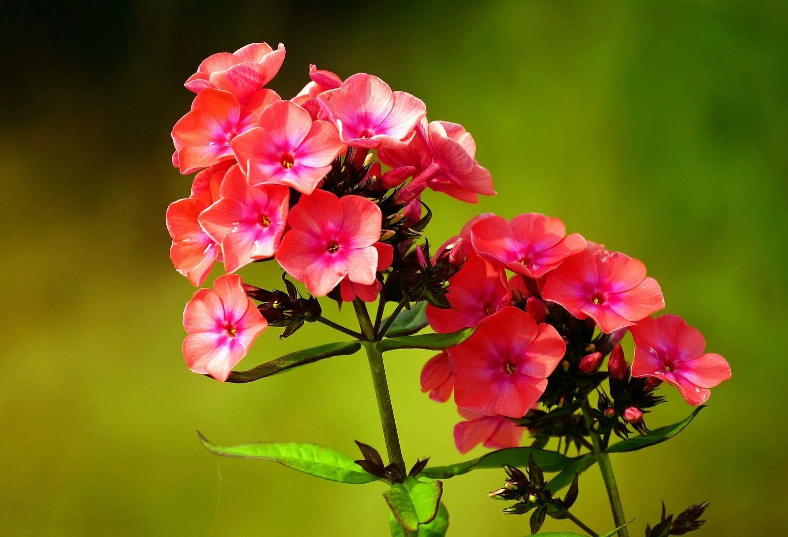 Флокс метельчатый звездочет. Флокс метельчатый балморал. Флоксы цветы. Поздние флоксы когда цветут. Флокс метельчатый.