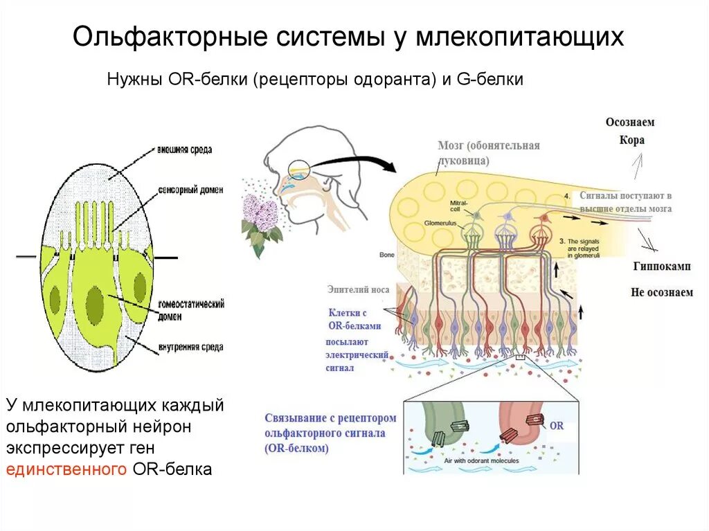 Ольфакторная система общения. Ольфакторные ощущения. Ольфакторные системы. Ольфакторные средства общения. Ольфакторная коммуникация.