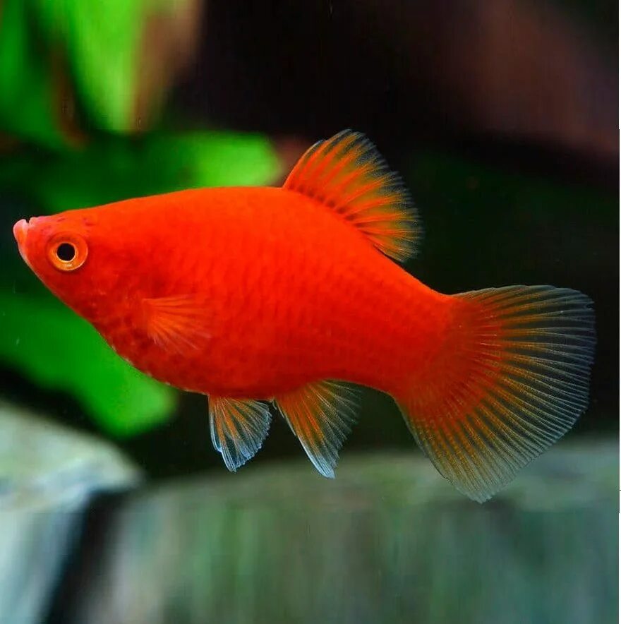 Рыбка петушок вуалевый красный. Барклая красная аквариумное растение. Аквадизайн аквариумы. Аквариумные креветки ред фаер. Красный аквариум.