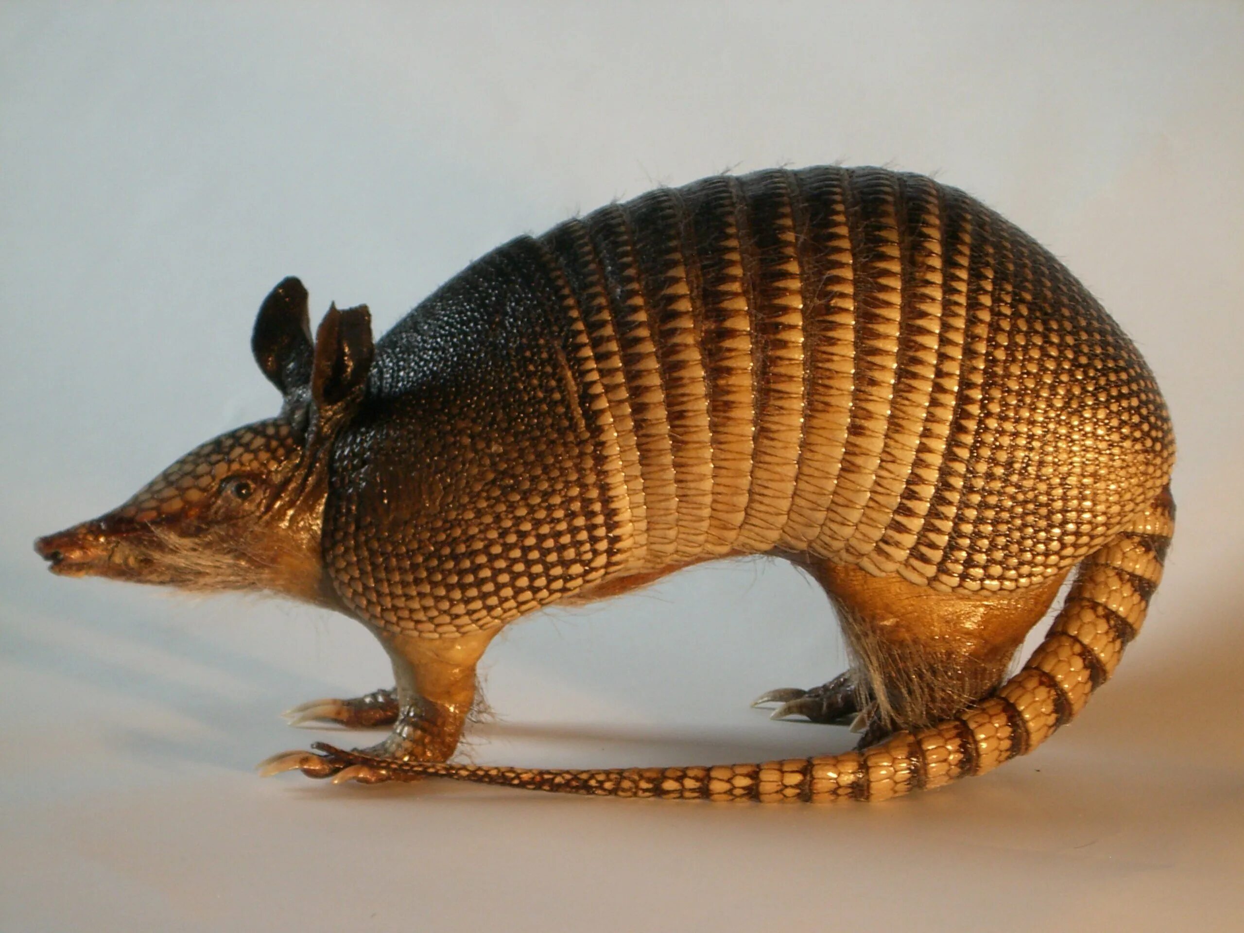 армадилло броненосец пуленепробиваемый. девятипоясной броненосец. красный броненосец. броненосец южной америки.