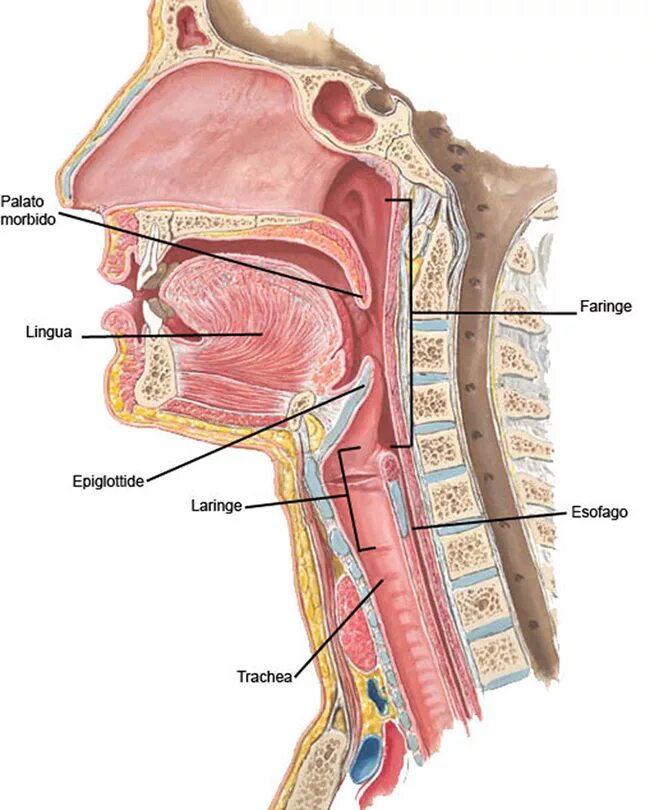 Сагиттальный срез гортани. Глотка анатомия Неттер.