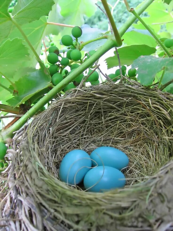 Plant nest. Гнездо с голубыми яйцами. Гнездо с синими яйцами. Гнездо Малиновки с яйцами. Малиновка птичка яйца.