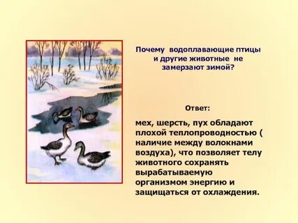 Почему зимой не замерзает