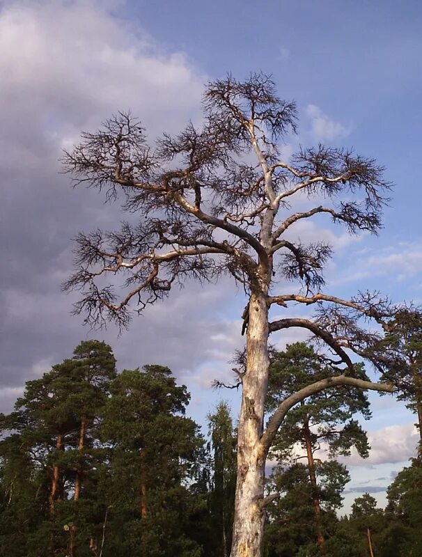 усыхание деревьев. сухие стволы сосен. сосновые старые леса. сухостойная сосна кело лес. сухой лес сосна.