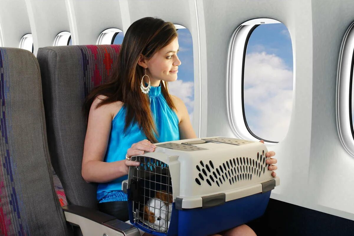Животные в салоне самолета. Перевозка животных в самолете. Переноски в салон самолета. Салон самолета.