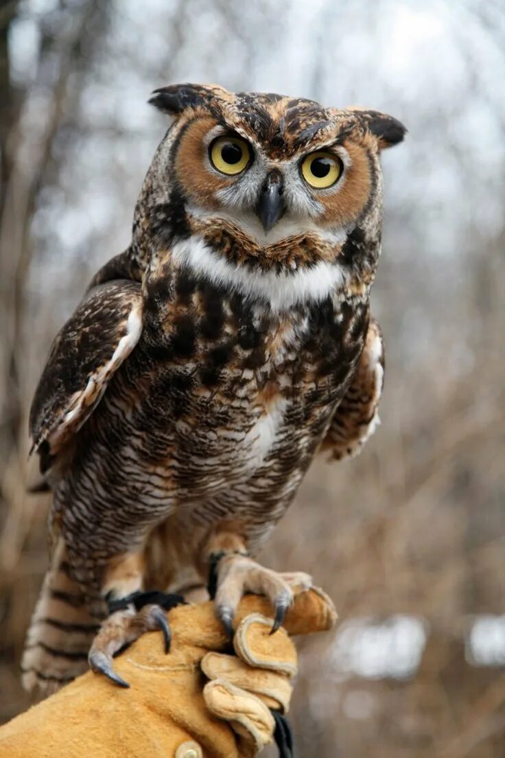 Неясыть серая обыкновенная. Бурая неясыть. Филин сова неясыть. Филин и сова. Бенгальский филин.