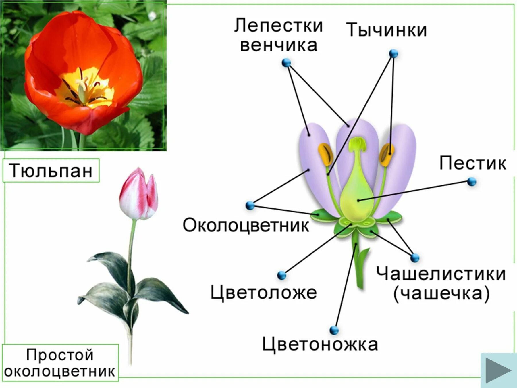 Примеры простых цветков. Венчик чашечка околоцветник пестик. Схема цветка тюльпана биология. Цветоножка цветоложе околоцветник чашечка венчик. Чашелистики пестик тычинки венчик.