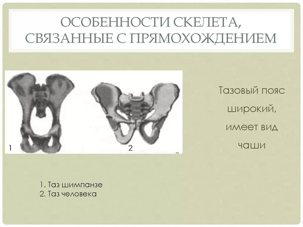 Что такое широкие тазовые пояса. Особенности связанные с прямохождением. Особенности человека связанные с прямохождением. Особенности скелета.