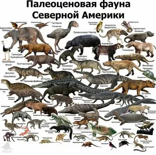 Животные северной америки и евразии