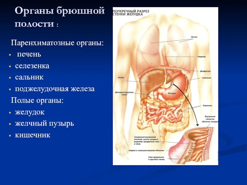 Основными органами брюшной полости являются. Строение организма брюшной полости. Строение внутренних органов человека брюшная полость. Органы брюшной полости сбоку. Перечислите органы брюшной полости