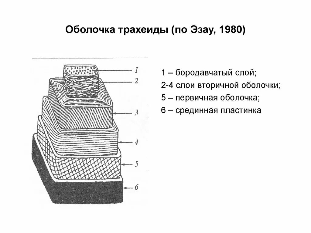 Состав оболочки растительный. Схема строения трахеиды. Химический состав клеточной оболочки трахеид. Трахеиды это. Трахеи и трахеиды растения.