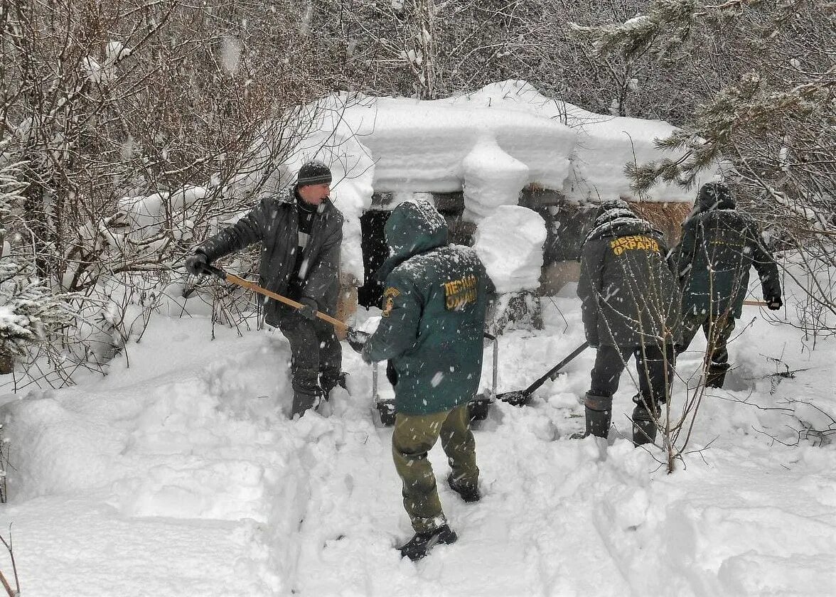 Участковое лесничество Наро Фоминск. Сбор снега. Собирает снег. Рассудовское лесничество.