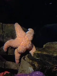 У морских звезд есть рот