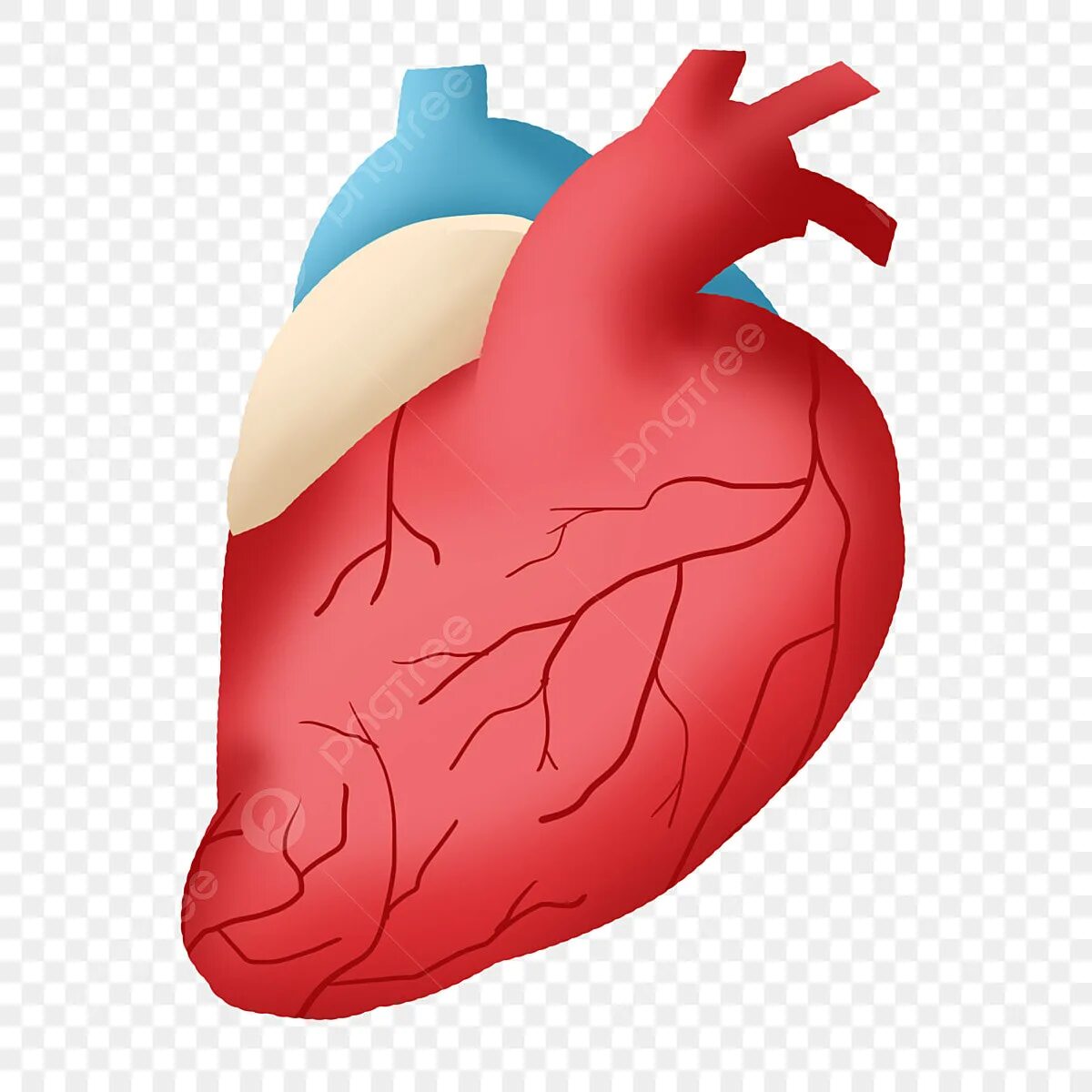 Орган сердце человека рисунок