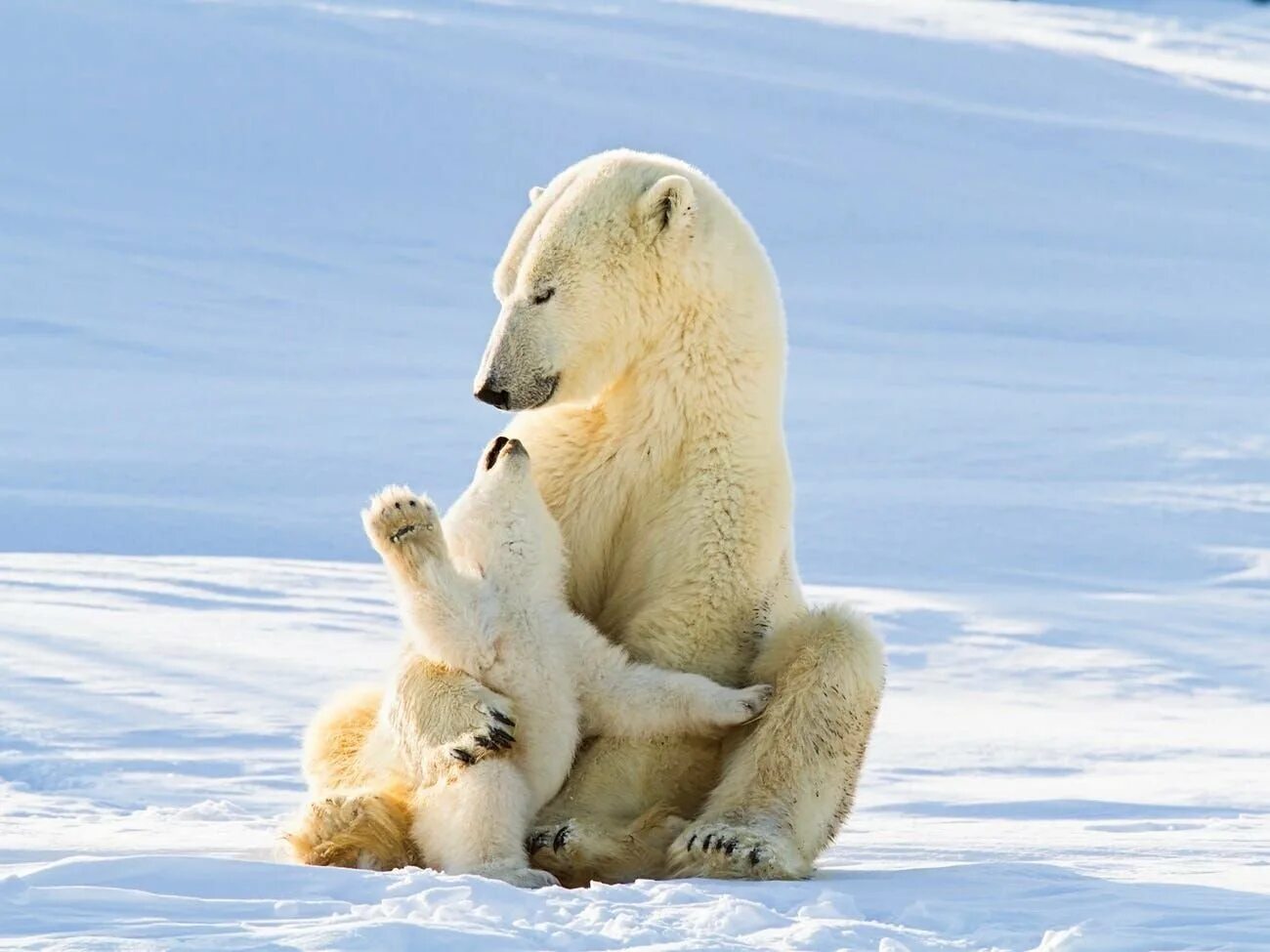 Белый медведь в Северной Америке. Полар бир (Polar Bear). Белый медведь в Заполярье. Белый Медвежонок.