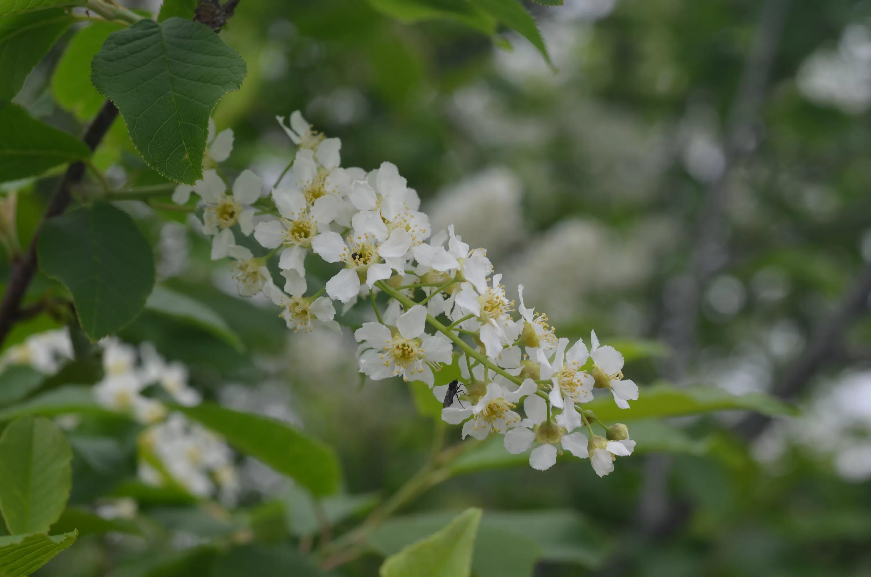 соцветие кисть черемуха. соцветие кисть черемуха. черемуха кистевая. соцветиветие черемухи. кисть черемухи.