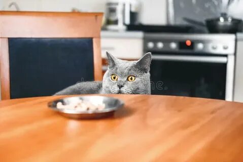Is the cat in the kitchen