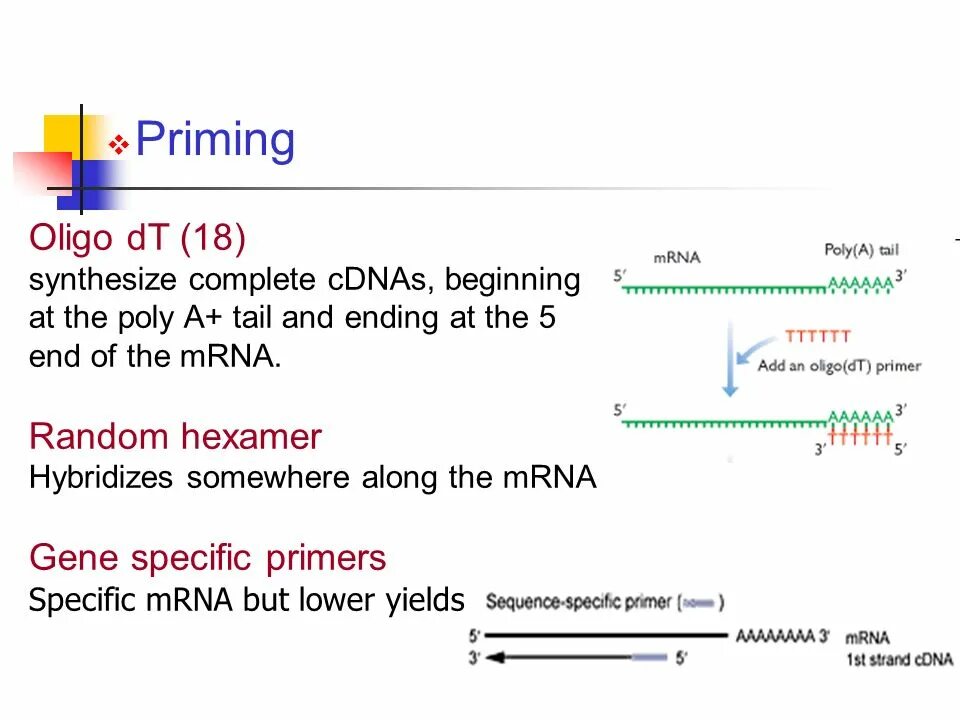 Прайминг это. Oligo DT primer. Прайминг эффект фармакология. Прайминг примеры. Праймер Oligo.