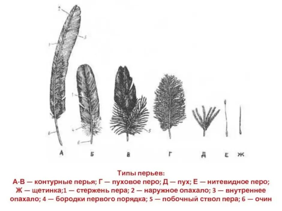 Характеристика перьев птиц. Типы перьев. Типы перьев у птиц. Пуховое перо птицы. Строение перьев разных типов.