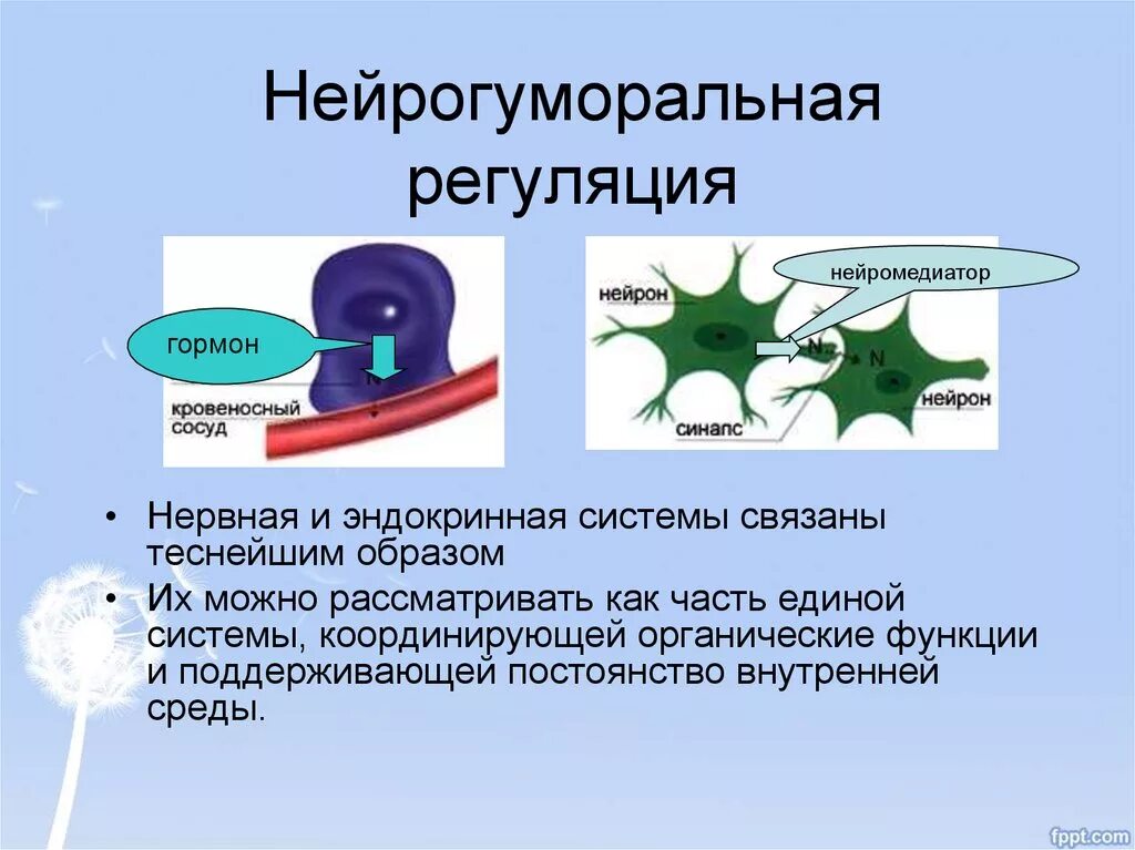 Как осуществляется нейрогуморальная регуляция организма. Гуморальная регуляция процессов жизнедеятельности организма. Нейрогуморальная система физиология. Нервная и гуморальная регуляция процессов жизнедеятельности. Основные элементы нейрогуморальная регуляции.