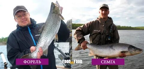 Какая лучше форель или семга