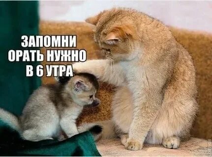 Нужны смешные картинки