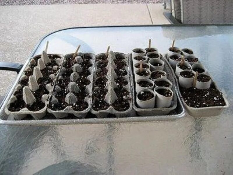 рассада из под яиц. рассада в яичных контейнерах. посев в яичные лотки. посев в яичные кассеты. рассада в ячейках из-под яиц.