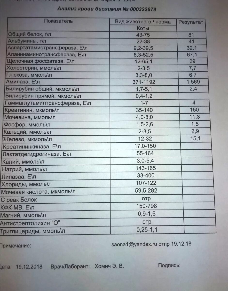 Нормы белка биохимия. Биохимия крови расширенная показатели. Общий анализ крови биохимический анализ. Биохимический анализ крови поеа. Общий белок в анализе крови.