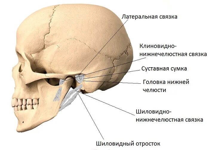 Клиновидная и височная кость черепа. Шиловидный отросток височной кости анатомия. ВНЧС анатомия кости. Соединение костей череп швы нижнечелюстной сустав.