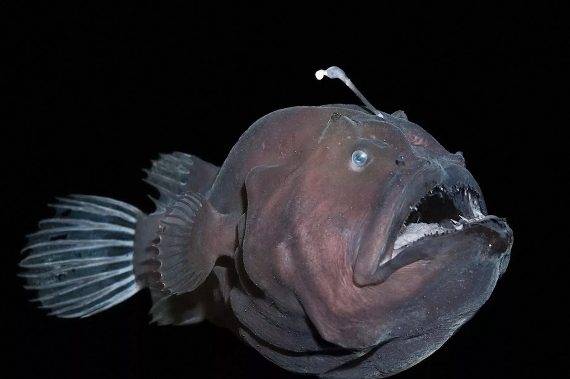 Angler fish