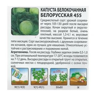 Капуста белорусская описание сорта